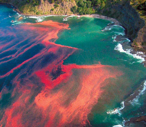 Aerial photograph of a red tide bloom against a turquoise coastline